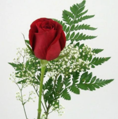 Single Rose with Greenery